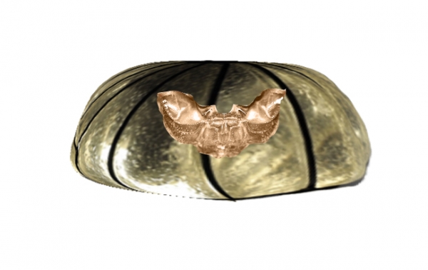 Creation of Underwater life: Step 6